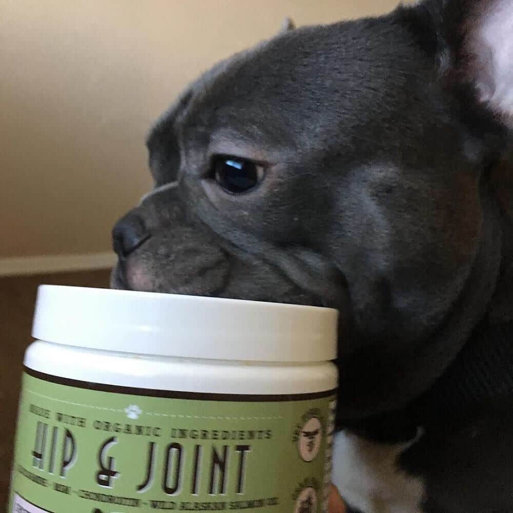 Regeneratti&Oliveira Kennelさんのインスタグラム写真 - (Regeneratti&Oliveira KennelInstagram)「Getting old is ruff. Help your dog age with grace and ease by giving them Hip & Joint supplements. Great as a preventative for young pups, or as an aid for older dogs to help treat & support existing issues. Your dog won’t mind taking them either – they think they’re treats! . ⭐ SAVE 20% off @naturaldogcompany with code JMARCOZ at NaturalDog.com  worldwide shipping  ad 📷: @bluefacestitch  . . . . . . . #frenchbully #frenchielove #dogsandpals #frenchbulldogs #weeklyfluff #french_bulldogs #dogsofinstagram #dogsofinsta #puppiesofinstagram #puppylove #instadog #frenchie #frenchiesofinstagram #frenchielove #love #dailybarker #squishyfacecrew #frenchieoftheday #dogoftheday #lovemydog #frenchiegram #cutenessoverload #dog_features #frenchieringer #mydogiscutest #instapuppy #frenchielife」7月17日 4時44分 - jmarcoz