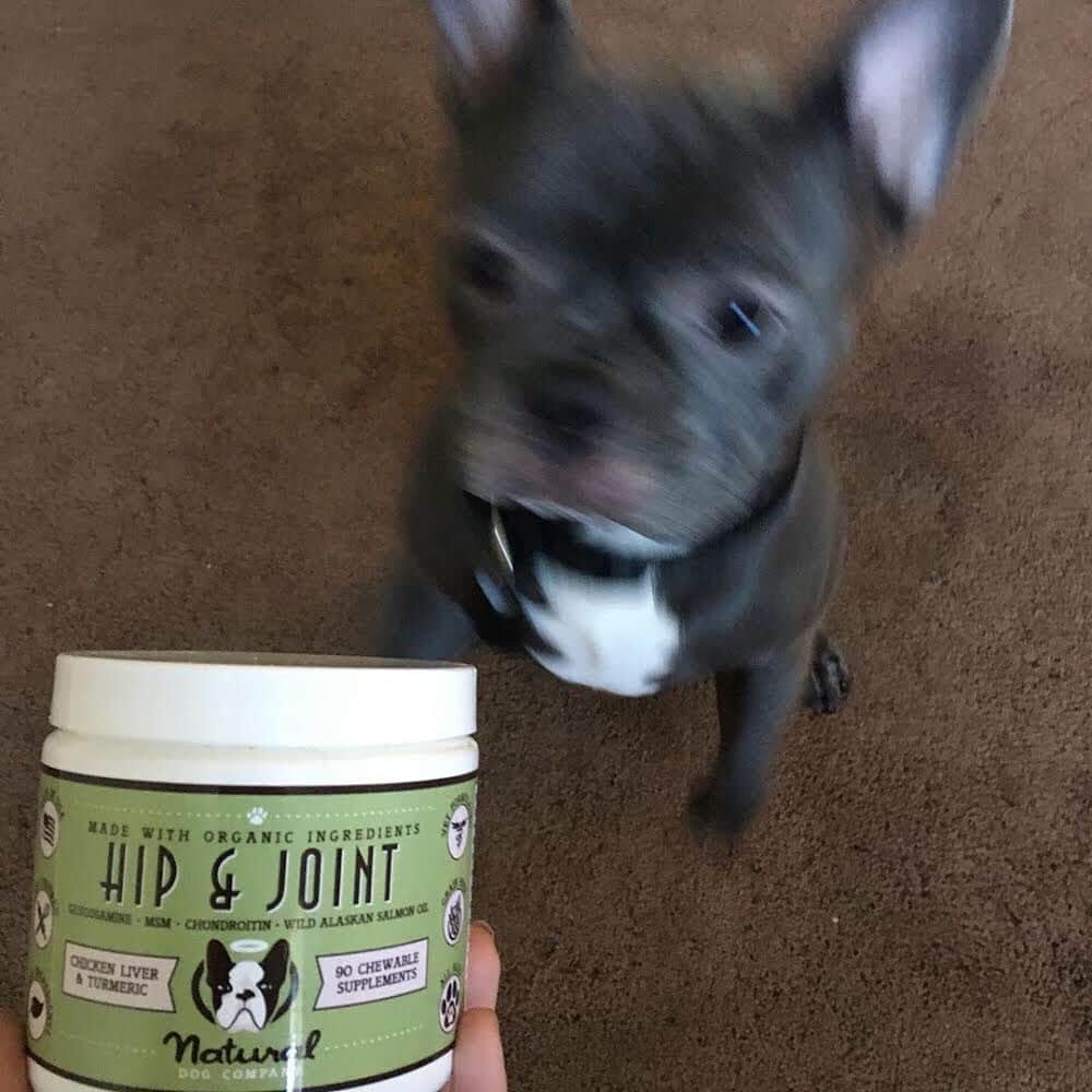 Regeneratti&Oliveira Kennelさんのインスタグラム写真 - (Regeneratti&Oliveira KennelInstagram)「Getting old is ruff. Help your dog age with grace and ease by giving them Hip & Joint supplements. Great as a preventative for young pups, or as an aid for older dogs to help treat & support existing issues. Your dog won’t mind taking them either – they think they’re treats! . ⭐ SAVE 20% off @naturaldogcompany with code JMARCOZ at NaturalDog.com  worldwide shipping  ad 📷: @bluefacestitch  . . . . . . . #frenchbully #frenchielove #dogsandpals #frenchbulldogs #weeklyfluff #french_bulldogs #dogsofinstagram #dogsofinsta #puppiesofinstagram #puppylove #instadog #frenchie #frenchiesofinstagram #frenchielove #love #dailybarker #squishyfacecrew #frenchieoftheday #dogoftheday #lovemydog #frenchiegram #cutenessoverload #dog_features #frenchieringer #mydogiscutest #instapuppy #frenchielife」7月17日 4時44分 - jmarcoz