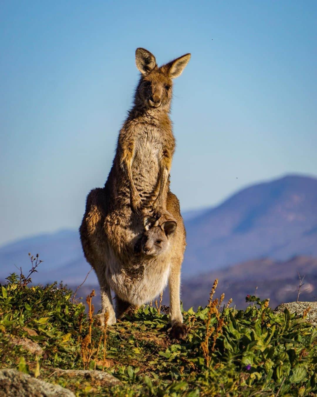 Australiaさんのインスタグラム写真 - (AustraliaInstagram)「Hiking from the comfort of mum's pouch still counts as exercise, right? 🦘@stephenhunter6 spotted this inquisitive #kangaroo duo enjoying the sweeping views of #MountPainter in @VisitCanberra. This scenic spot is located a short drive from the city centre in the #CanberraNationalPark and is a popular hiking area for residents, visitors and even the local wildlife! If you’re feeling athletic, why not take the 3.7km #MountPainterSummitWalk to see the spectacular panoramic views over #Canberra and the #Brindabellas region, we promise the view is worth the calf burn! Tag a friend and enjoy an outdoor workout this weekend. #SeeAustralia #VisitCanberra」7月17日 5時00分 - australia