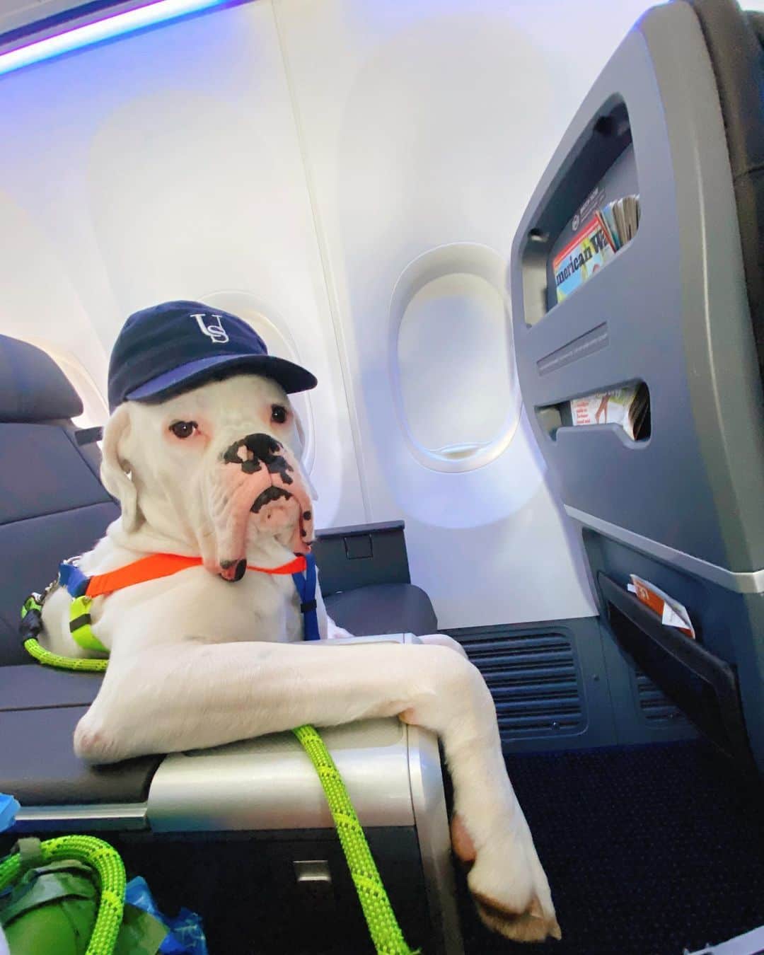 アメリカン航空のインスタグラム：「“Quill has flown all over the world, but I’ve never seen him enjoy a flight as much as this one from BOS to DFW in June! American Airlines has been the smoothest experience we’ve had flying together, and we’re so thankful for the friendly flight attendants every time we fly American. Where to next?” —Mac McGuire, @quill.iam, Boston  #gettoknowyourcustomersday」