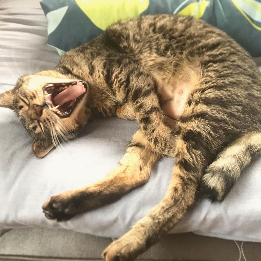 小嶋晶子のインスタグラム：「If I were a cat, I could get to nap all day.🐈🐾💤 #cat #cats #browntabby #catsofinstagram #catstagram #neko #nekostagram #ねこ #ねこ部 #ねこすたぐらむ #きじとら #きじとらねこ #きじとら女子 #きじとら部 #ネコ #ネコ部  #キジトラ #キジトラネコ #キジトラ部 #かぎしっぽ #かぎしっぽ猫部 #カギしっぽ #カギしっぽ猫 #お腹ハゲてる #足の裏もハゲてる」