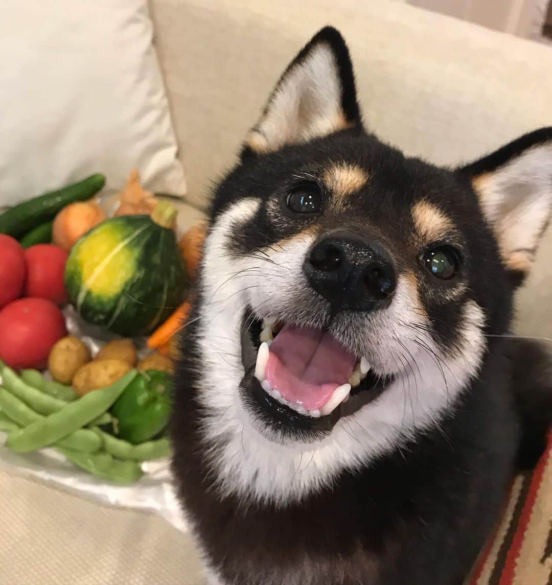 まめ丸のインスタグラム：「* * さいきん毎日雨☂️でどよーん🌀な気分のぼくに お野菜🥕🍅🥦とどいたよー🐶❣️ カラフルでなんだか元気になるね💪 これは滋賀県大津市の『いっとく農園』さんのお野菜。 お野菜の豆知識とかお手紙💌もつけてくれて うれしいよね🐶💓 @gohiiki さんでは700円〜のリクエスト方式で農家さんオススメのお野菜が届くよ🧅 珍しいお野菜も入ってて、なにが入ってるかお楽しみなところがドキドキでいいよね🐶❣️ * #居酒屋まめ丸でも出そうかな #さっそくミニトマトたべたよ #おいしかった🐶💓 * #ゴヒイキ#gohiiki #柴犬#豆柴#柴#黒柴#犬#shiba#shibainu#shibastagram#shibadog#puppy#instadog#dogstagram#dog#instashiba#petstagram#pet#cutepetclub#강아지#멍스타그램#doglover#ilovemydog#weeklyfluff#まめ丸pr」