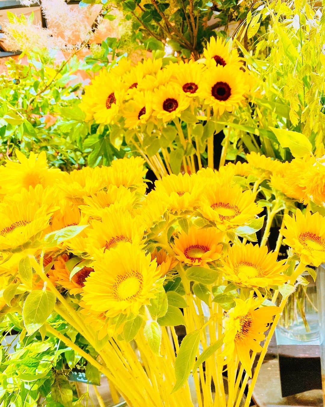 のインスタグラム：「✨美しさ✨  黄色のひまわりを見ると 元気になれる🌻  私を見ると 元気になれる🌻  そう言われるような私になるっ °+♡:.❀٩(*´ω`*)و❀.:♡+°   🌼🌼🌼🌼🌼🌼🌼🌼🌼🌼🌼  ✨ Beauty ✨  Looking at the yellow sunflower You can be fine 🌻  Looking at me You can be fine 🌻  I'm going to be like that ° ♡:.❀٩(*´ω`*)و❀.:♡°   🌼🌼🌼🌼🌼🌼🌼🌼🌼🌼🌼  #ひまわりイエロー  #sunflower  #元気が出る  #fine  #beautiful」
