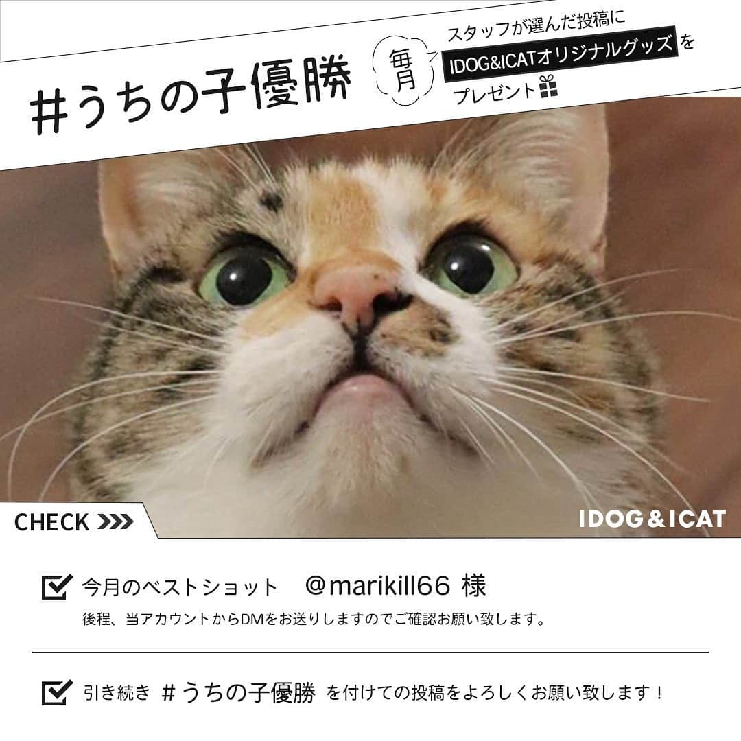 iDog&iCatのインスタグラム