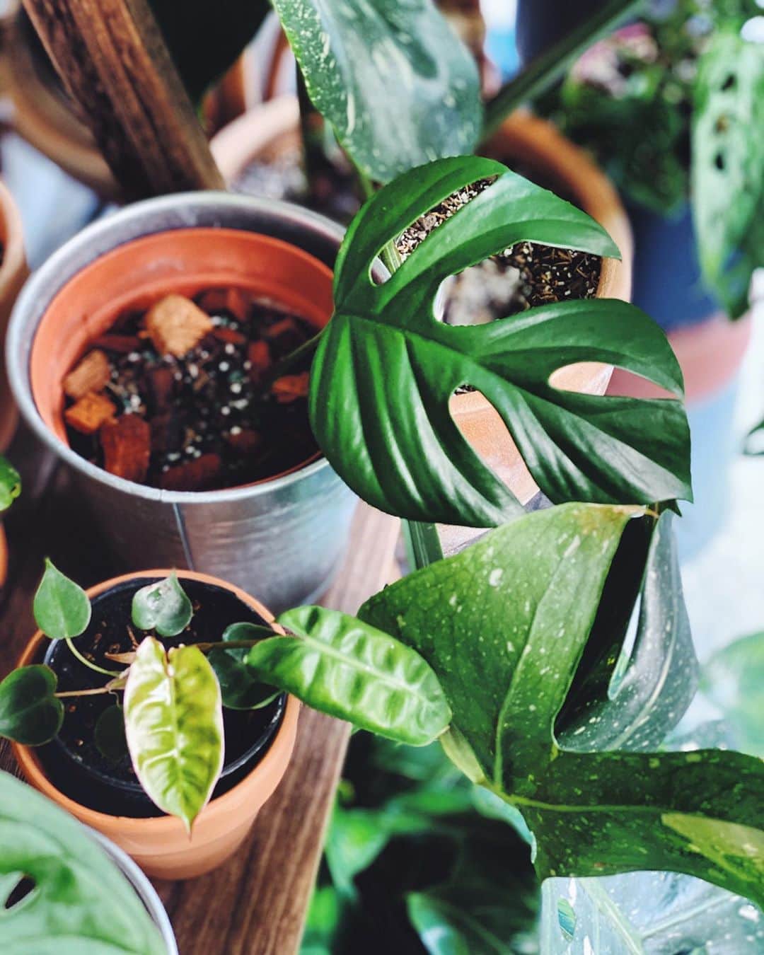 鄭碧瑩のインスタグラム：「Baby Rhaph joining the shelf with other babies. Thanks @gg_cpl for the gift! . . .  #plantstagram #plantsofinstagram #houseplants #plantsmakepeoplehappy #botanical #instaplants #plants #foliage #leaf #plantflife #springintoplants #plantlady #plantpotters #crazyplantlady #houseplantclub #helloplantlover #plantshelfie #houseplantsofinstagram #houseofplantlovers #junglecollective #vsco #vscogram #vscocam #vscoplants #gardeningsg #urbanjunglebloggers #sgplantclub #plantnerd #rhaphidophoratetrasperma #philodendronbillietiae」