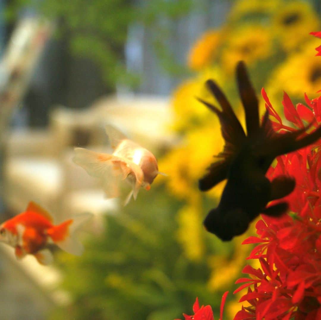 ホテルオーレ　ブロッサモーレのグルメインスタ