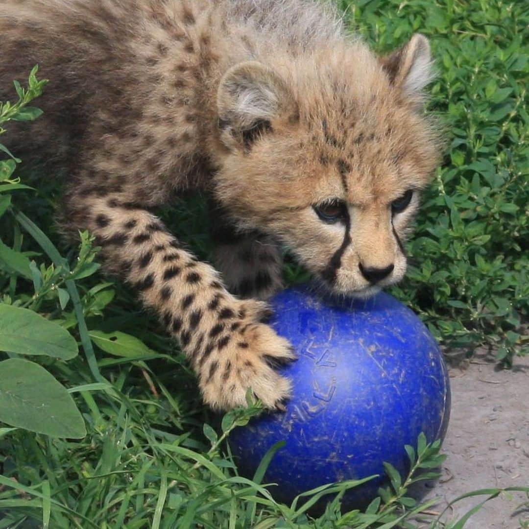 スミソニアン国立動物園のインスタグラム