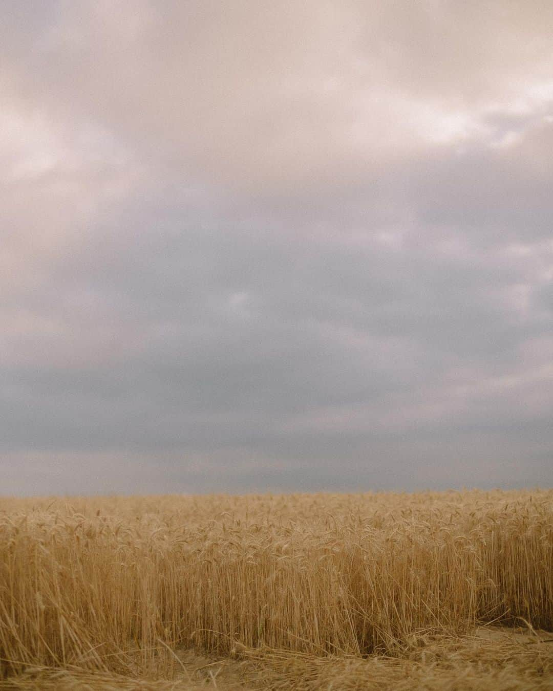 Vogue Parisさんのインスタグラム写真 - (Vogue ParisInstagram)「“It was important for us to have a physical show because it’s an integral part of our brand and for me it was a magical moment that we all need” @jacquemus told us at his show tonight in a field of wheat in Us, an hour outside of Paris. “We respected all of the safety regulations, keeping everyone at a safe distance and even spacing the chairs a metre apart”. The dresses and suits that came down the wooden runway were for celebrations, from big to small. The designer ended on a hopeful note: “we have to stay positive. We’ve filled the brand with our sunny disposition since the beginning and that’s not changed. In spite of the crisis, we still exist, we survive and we celebrate.” #jacquemus  Photos by @virgile.guinard」7月17日 7時02分 - voguefrance