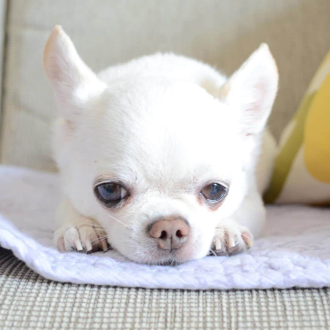 KORIKIのインスタグラム：「おはようございます♪ * #dogofsapporo #dog, #dogs, #dogstagram,#chihuahua,#犬バカ部,#チワワ,#koriki, #hanadog #白スムチ連合会, #スムチー,  #dogofthedayjp, #dogoftheday  #ilovemydog #instadog #instapet #WhiteChihuahua  #吉娃娃 #치와와  #dogsofinstagram #Chihuahualover  #ชิวาวา #チワワの輪 #barkbox #WhiteChihuahuaParty #もふもふモフモフ」