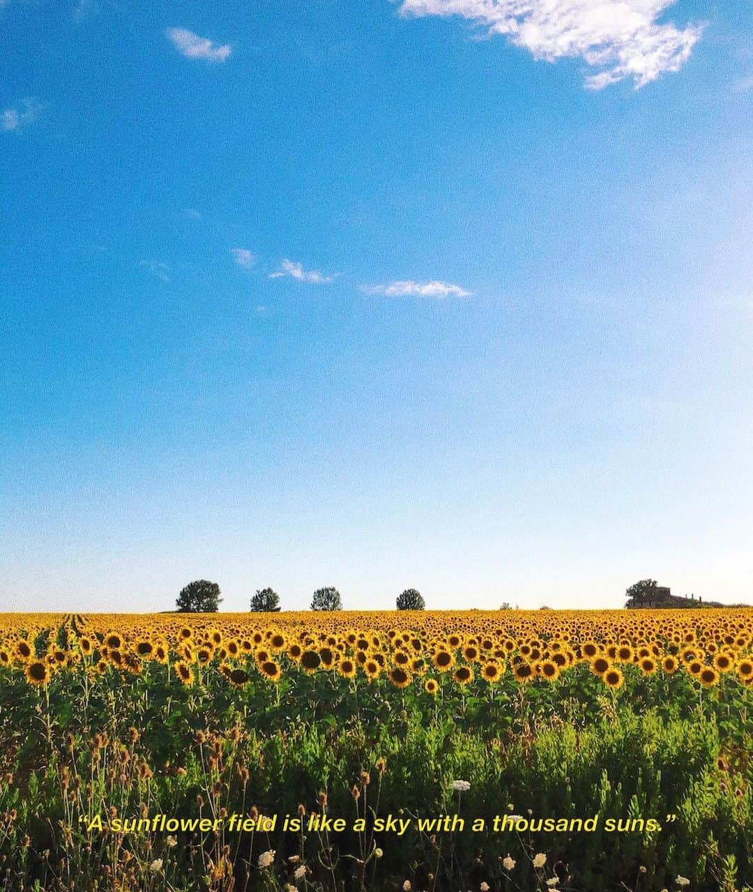 アンディー・トレスさんのインスタグラム写真 - (アンディー・トレスInstagram)「🌻🌻🌻🌻🌻🌻🌻🌻 #Tuscany #sunflowers」7月17日 7時10分 - stylescrapbook