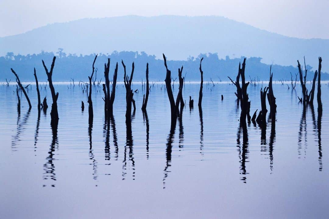 Michael Yamashitaさんのインスタグラム写真 - (Michael YamashitaInstagram)「A former teak forest is reduced to skeletal branches piercing the surface of Nam Ngum Lake. The lake was formed by Laos's first dam built on a Mekong River tributary. Underwater loggers harvest the valuable wood, most of it bound for sawmills in Thailand. Now the question is: will the mighty Mekong be the first of the planet’s great rivers to be destroyed by development?  Dramatic changes to the Mekong’s water flow, caused by climate change and the dozens of dams built over the past 30 years on its upstream reaches in Laos and China, are threatening an ecosystem of unrivalled diversity outside the Amazon. Most are in China, but Beijing denies the dams are impacting down-stream water levels.  As this year's monsoon season gets underway across Indochina, farmers and fishermen along the Mekong are praying for relief from the area's extended drought as the river has seen its lowest levels since record-keeping began 60 years ago. #mekongriver #mekong #namngun #namngumlake #teak #climatechangeart」7月17日 7時33分 - yamashitaphoto