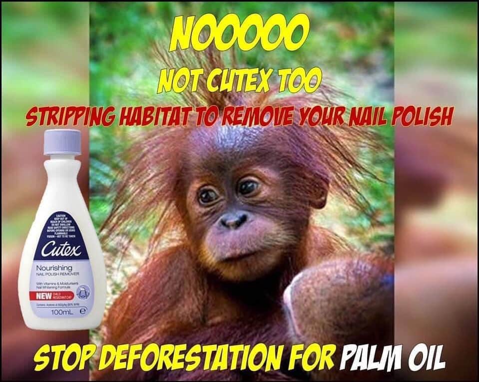 OFI Australiaさんのインスタグラム写真 - (OFI AustraliaInstagram)「Cutex Nourishing & Strengthening nail polish removers both contain palm oil derived ingredients 😢 The Cutex Ultra Powerful nail polish remover is palm oil free.  _____________________________________ 🦧 OFIA Founder: Kobe Steele kobe@ofiaustralia.com  OFIA Patron: Dr Birute Galdikas @drbirute @orangutanfoundationintl @orangutan.canada www.orangutanfoundation.org.au 🦧 🧡 🦧 #orangutan #orphan #rescue #rehabilitate #release #BornToBeWild #Borneo #Indonesia #CampLeakey #orangutans #savetheorangutans #sayNOtopalmoil #palmoil #deforestation #destruction #rainforest #instagood #photooftheday #environment #nature #instanature #endangeredspecies #criticallyendangered #wildlife #orangutanfoundationintl #ofi #drbirute #ofiaustralia #FosterAnOrangutanToday」7月17日 7時33分 - ofi_australia