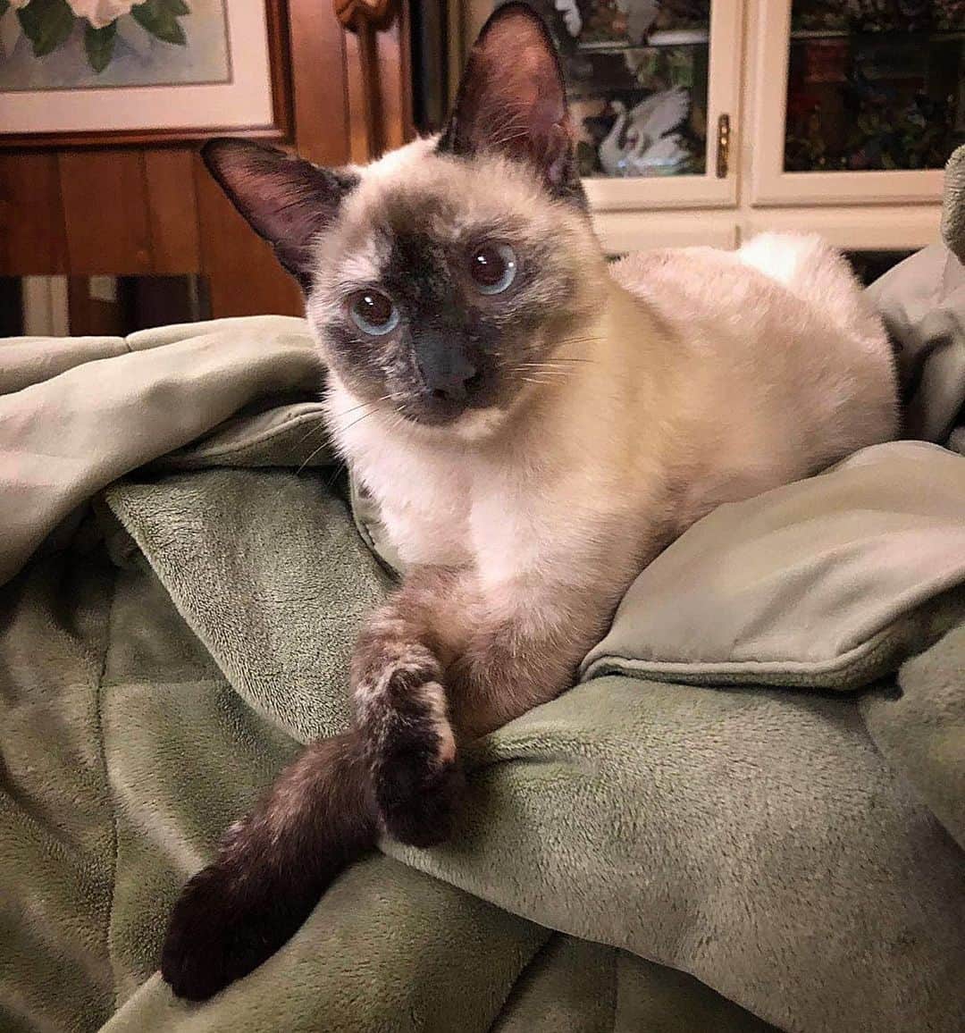City the Kittyさんのインスタグラム写真 - (City the KittyInstagram)「Greta, the little Siamese kitten we’ve been talking about, died at the hands of an American Animal Hospital Association (AAHA) veterinarian because her declaw was so horrific it caused her to lash out in pain and frustration.  😿💔 Here is the definition of Euthanasia:  the painless killing of a patient suffering from an incurable and painful disease or in an irreversible coma.   Murder: the premeditated, senseless killing of one being by another.  Was it euthanasia? Yes or no.   🐾😿 #AAHAday #AAHA #AAHAhospital #stopdeclawing #animalhospital」7月17日 7時41分 - citythekitty