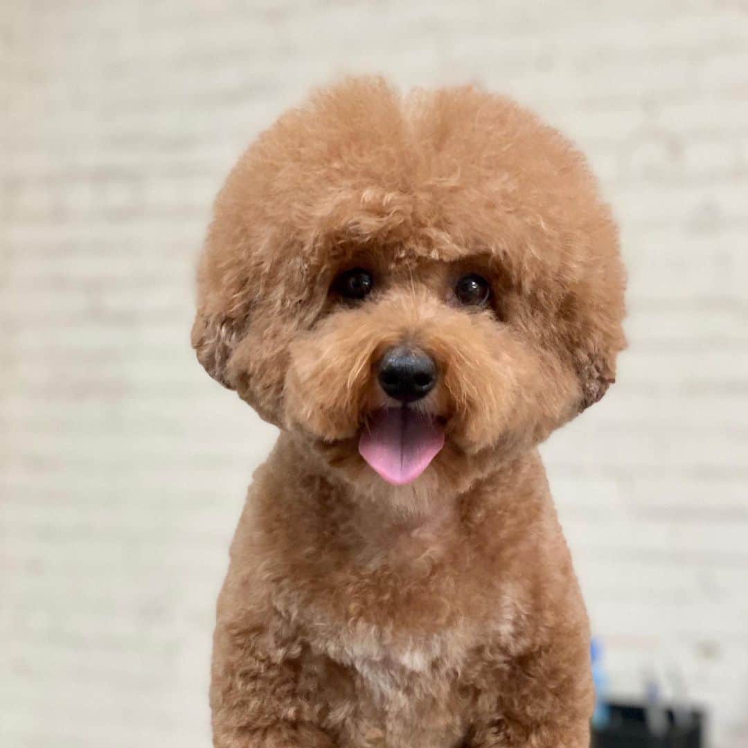 Dogs by Ginaのインスタグラム：「“I cant think of anything more rewarding than expressing yourself to others through” dogs. -Bob Ross #dogross」