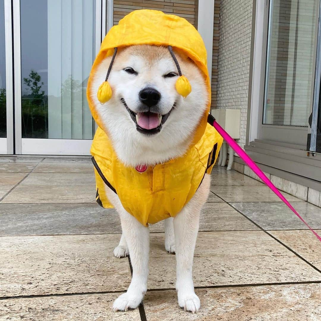 てんパパさんのインスタグラム写真 - (てんパパInstagram)「今朝は本降りの雨。 思わず黄色い大粒の涙がこぼれちゃう。 #朝んぽ　#田んぼ巡視　#ブンブン部 #honeybeeraincoat  #触覚」7月17日 8時16分 - tenchan.shiba