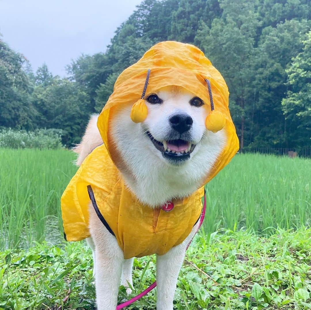 てんパパのインスタグラム