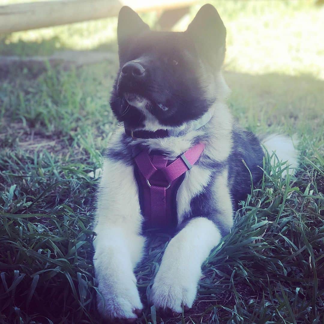 エリック・クリスチャン・オルセンのインスタグラム：「Baby due in 7 weeks. Seems like the perfect time to get a puppy. Comment below on name ideas! #whatcouldpossiblygowrong #illbesleepinginthegarageifyouneedme」
