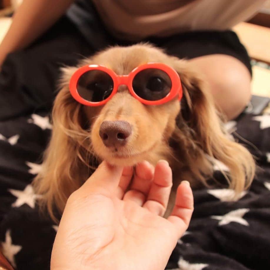 くるみんのインスタグラム：「* あずきちゃんは、赤いサングラス👓 海🌊にでも遊びに行くみたいね😆 ちょっとチャラい？(笑)  #カニンヘンダックスフント #カニンヘン #カニンヘンダックス #カニンヘンダックスフンドの日常 #カニンヘンの会 #カニンヘンダックスフンド  #チョコタンダックスフント #チョコタンダックスフンド #チョコタンダックス #チョコタン #ダックスlove #ダックス多頭飼い #ダックスフント #ダックスフンドカニンヘン #ダックス部 #ダックス大好き #ダックスフンド #ダックス #ダイソー #ペット用サングラス #all_dog_japan #east_dog_japan #dachshundgram #dachshund #dogstagram #instagramdog #instadachs #いぬばか部 #いぬすたぐらむ #短足部」