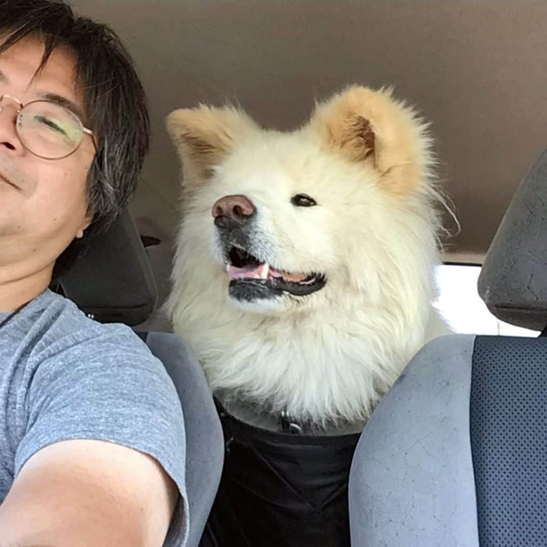 わさおのインスタグラム：「わさお、おはよう。昨日、久しぶりの道を走ったんだ。車で。6年間お世話になってた青森市内の動物病院に通ってた道だよ。なんだか後ろにあなたが乗ってるような気分になるよね、いないけど。いや、いるんだろうな。いないけど。では、また。 ※車載カメラの画像なのでちょっと粗い  #busakawa #longhair #longcoat #akita #akitainu #dog #wasao #wasao_recollection #ぶさかわ #長毛 #秋田犬 #わさお #わさお追憶」