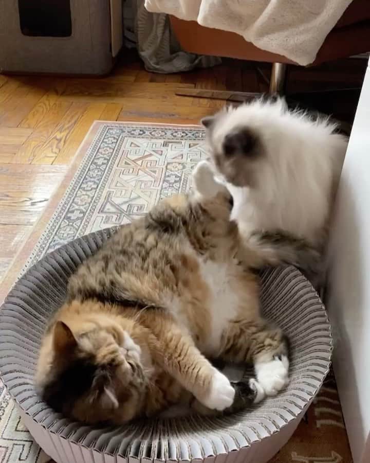 Tinaのインスタグラム：「You think this will teach George a lesson? 🙊😂」