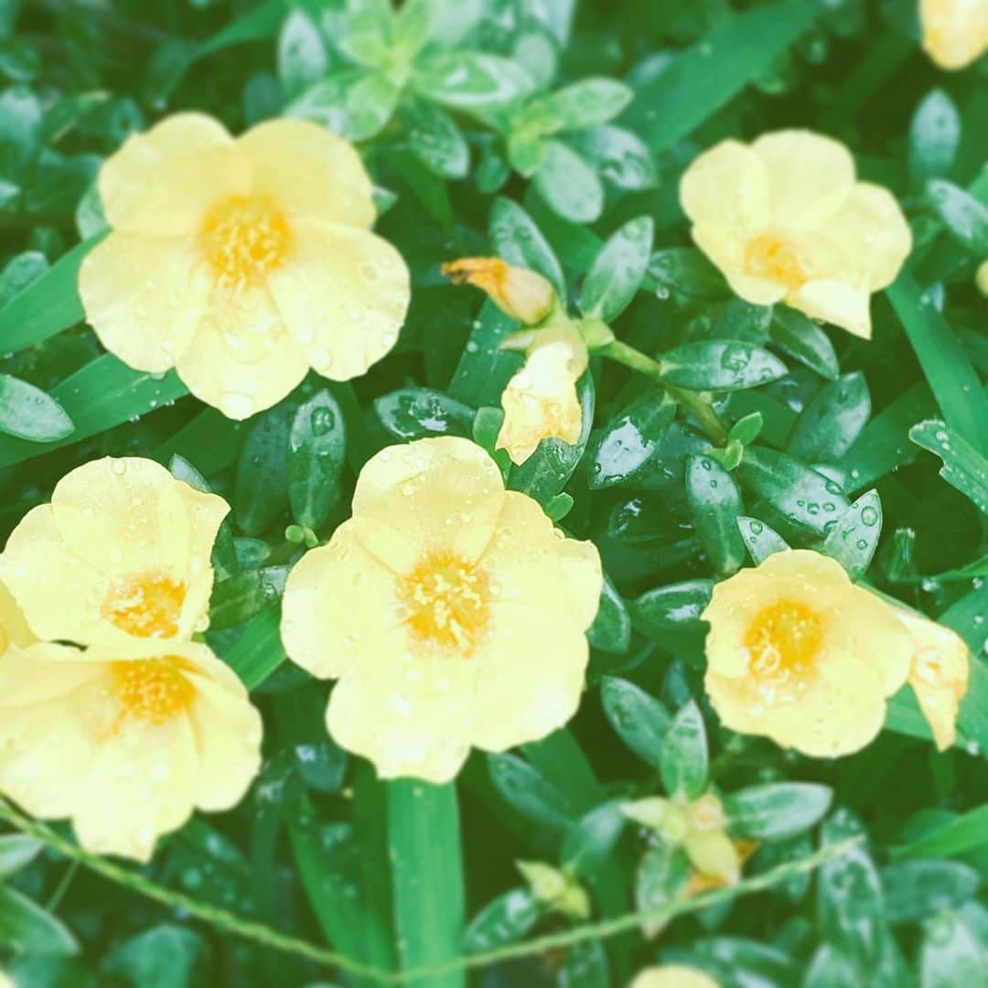 中野敬久さんのインスタグラム写真 - (中野敬久Instagram)「#flowers #flowersoflife #yellow#wet #hope #blossom」7月17日 9時30分 - hirohisanakano