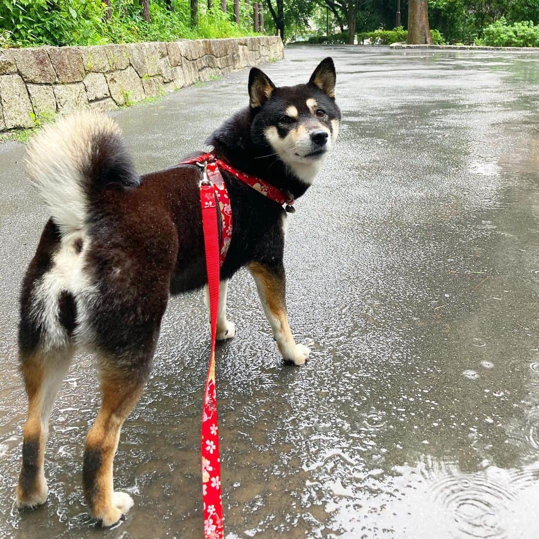 vo_coのインスタグラム：「🌧 涼しいのはいいけど、雨飽きたー！ 早く晴れた気持ちいいところを闊歩したい！ * #shibastagram #instashiba #shiba #shibainu #黒柴 #柴犬」