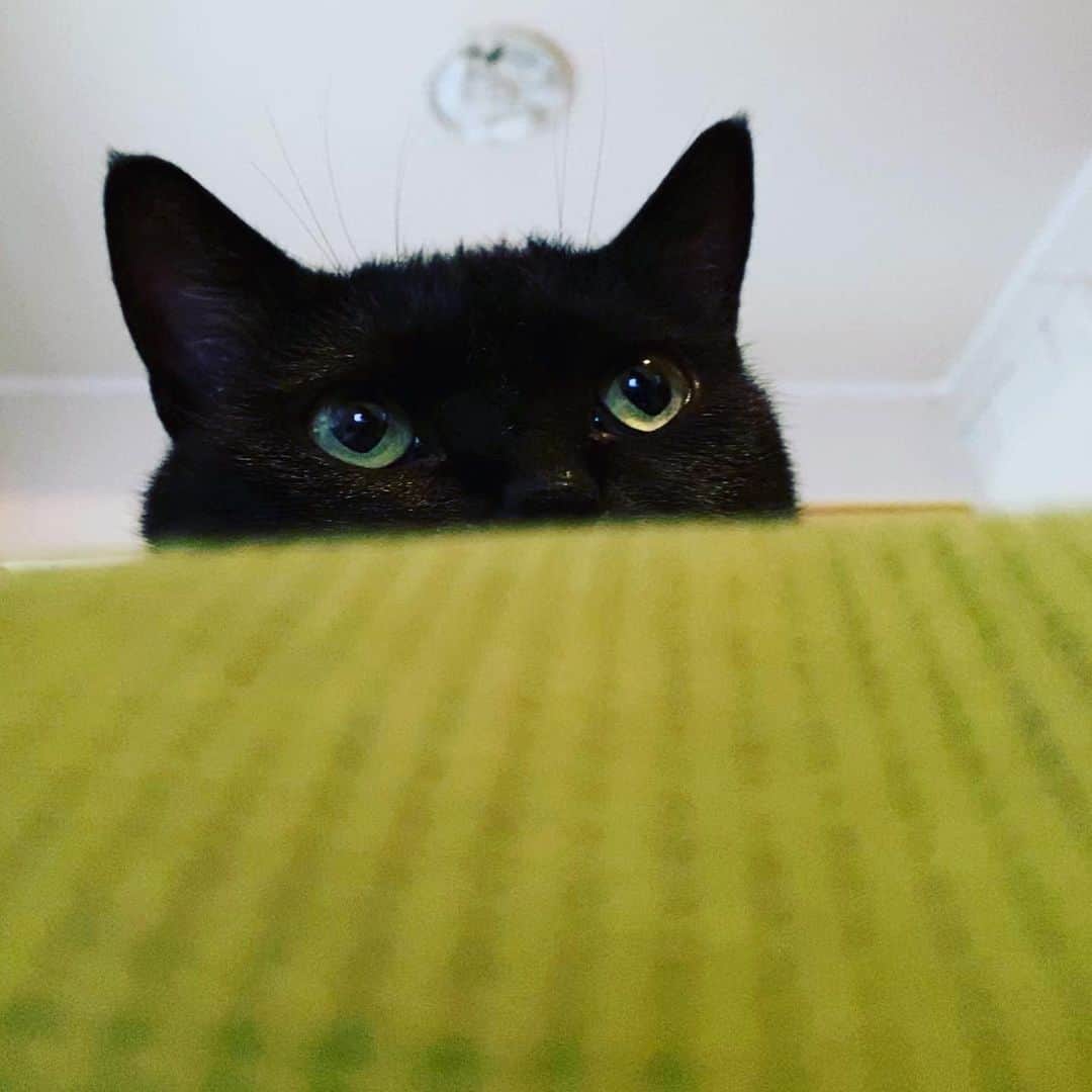 ゆたこさんのインスタグラム写真 - (ゆたこInstagram)「ソネ吉が、パソコンを触らせてくれません。 ココまみれ⑦、お昼ごろにアップしたかったけれど無理そうです😂 🐾 猫じゃらしで運動させたあと、ソネ吉と寝室に来ました。早く寝てくれないかなー|ू•ω•)ﾁﾗｯ 🐾 赤ちゃんの寝かしつけかっ🤣🤣 🐾 🐾 #野良猫保護 #元野良猫 #保護猫 #黒猫のソネちゃん #家猫修行中 #人馴れ修行中 #猫慣れ修行中 #なでなで #ねこすたぐらむ  #にゃんすたぐらむ #猫のいる暮らし #ねこ #地域猫 #さくらみみ #地域猫活動にご理解を #猫嫌いな人のために #TNR」7月17日 10時03分 - yutako55