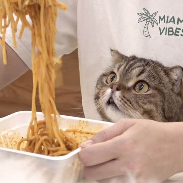 Aww Clubさんのインスタグラム写真 - (Aww ClubInstagram)「Find someone who looks at you like lulu looks at Spaghetti⠀ ⠀ 📷@claire_luvcat ⠀ #meowed #Spaghetti #lulu」7月17日 10時00分 - meowed