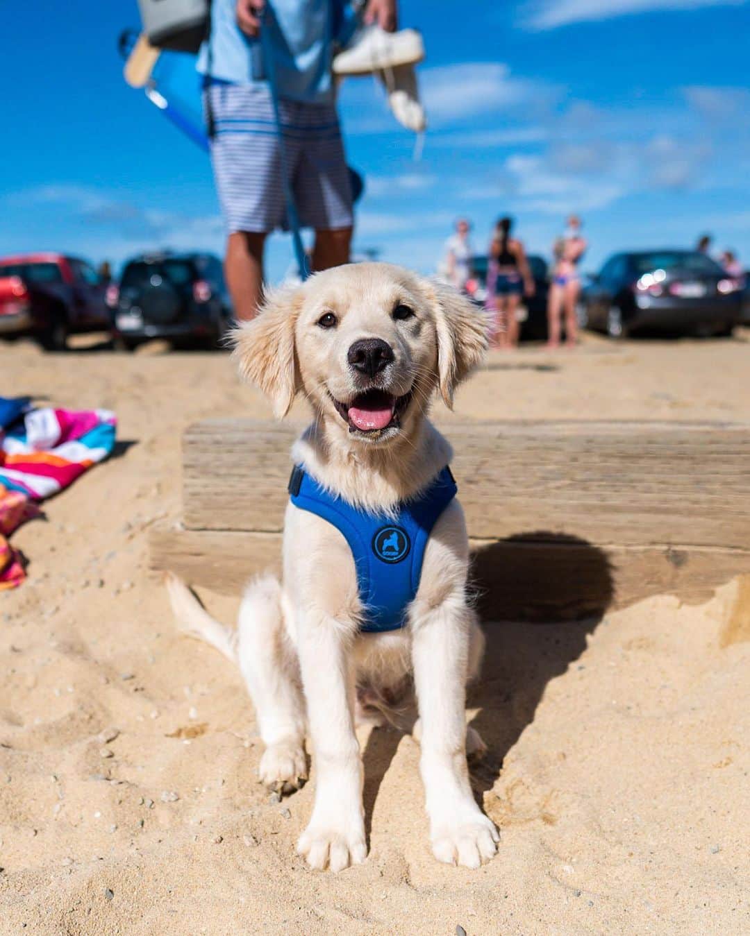 The Dogistさんのインスタグラム写真 - (The DogistInstagram)「Wally, Golden Retriever (3 m/o), Cahoon Hollow Beach, Wellfleet, MA • “He hates water; the only Golden that doesn’t like water. He’s destroyed endless pairs of sandals. I buy him nice toys and he hates ‘em all.”」7月17日 10時06分 - thedogist
