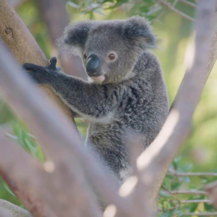 San Diego Zooのインスタグラム