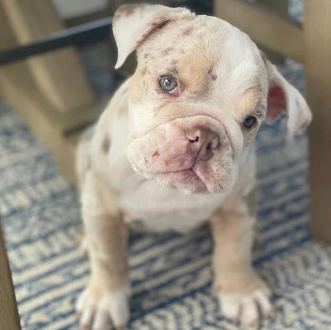 Bodhi & Butters & Bubbahのインスタグラム：「Please pray for this precious baby 🙏🏼 @roadogs is doing their best to save her life but she needs a miracle 💗  . . . . . #pray #miracle #positivevibes #love #healing #energy #bulldog #rescuedogsofinstagram #rescue #dog #dogsofinstagram #puppy #sweet #baby #girl」