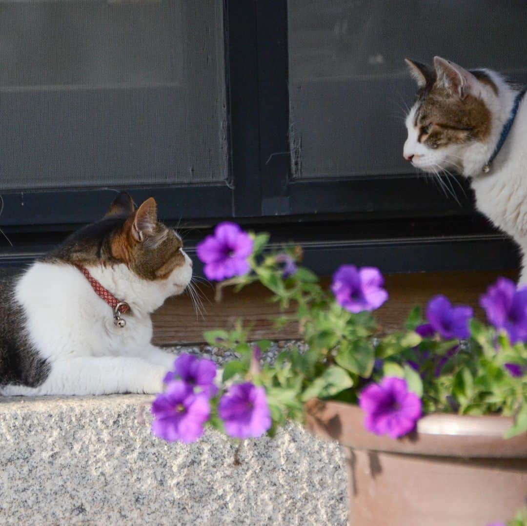やふさんのインスタグラム写真 - (やふInstagram)「のまさんステキね〜→姐さんちーっす！→シャーー！ . #cat #neko #catlovers #catsofinstagram #catstagram #instacat #猫 #ねこ #ネコ #保護猫 #京太 #のま #のまらー #被災猫」7月17日 11時16分 - kyafy