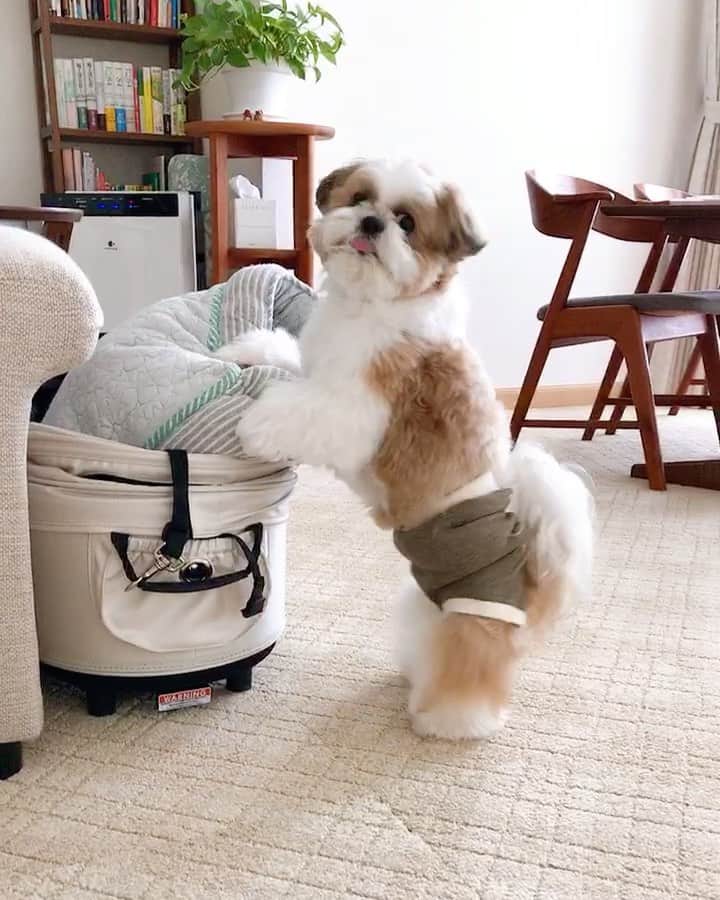 水嶋はちのインスタグラム：「Keep it up!! * * ボクは、何事もひとつひとつの積み重ねが大事だと思っています。 今日がんばってクリアしたことは次につながるからです。 何かを決めたとき、それはやってみなきゃ分からないから、ボクはかならずチャレンジします🐶💛 * * 主人とわたしも、はちの主体的な姿勢をいつも大切にしています🙋‍♂️🙋‍♀️ * * #はち #HACHI #シーズー大好き部 #まだまだムービーの続きあります」