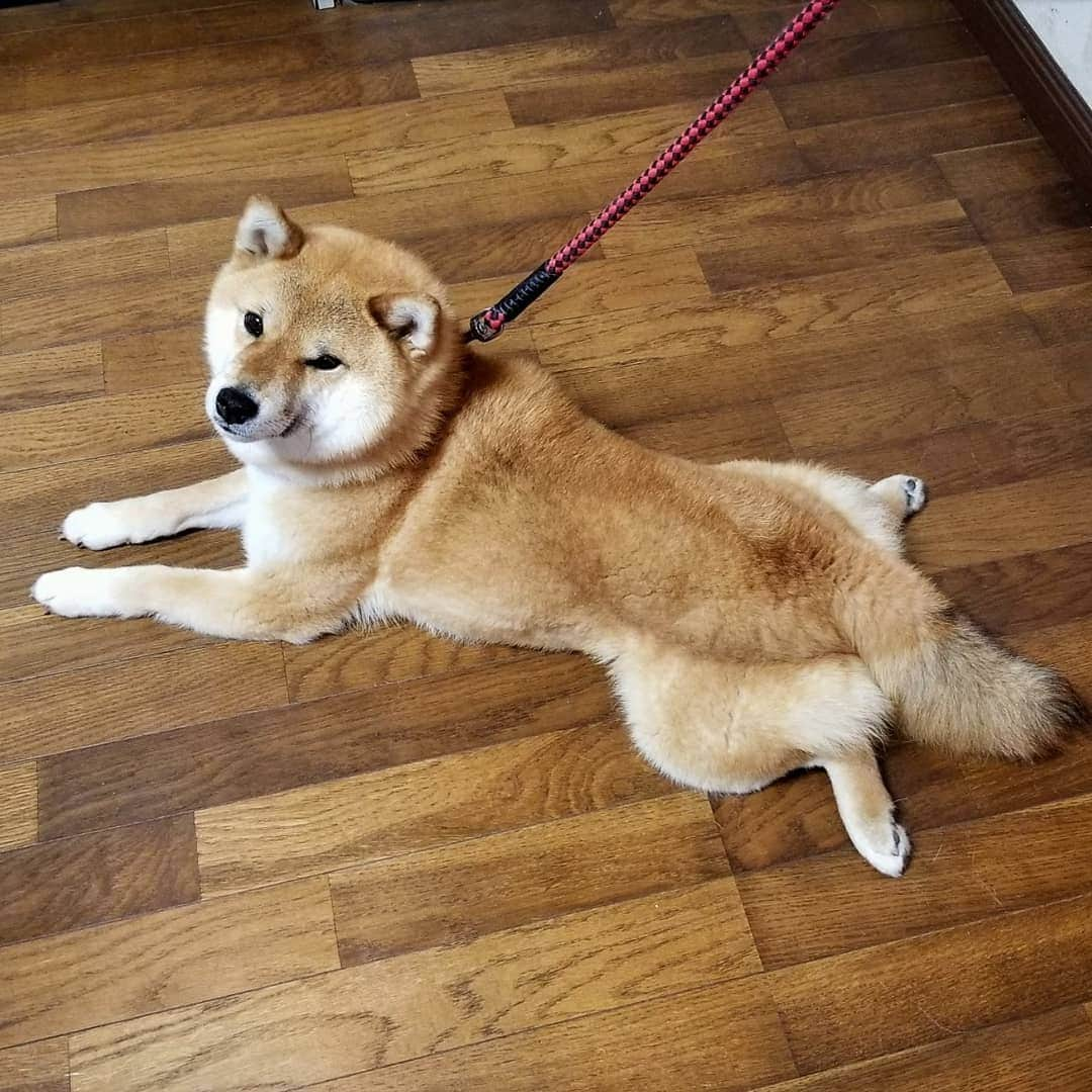 柴犬たま Shibainu Tamaのインスタグラム