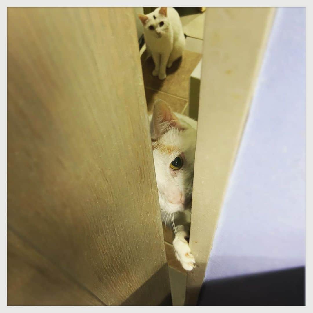 kumikoのインスタグラム：「朝ごはん待ちきれない方々。」