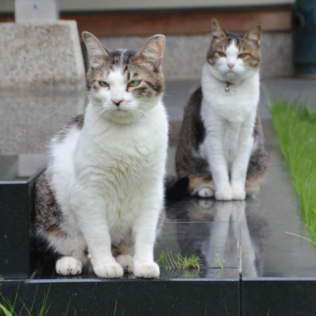 やふさんのインスタグラム写真 - (やふInstagram)「姐さんは怖いけど、ぼくは元気です . #cat #neko #catlovers #catsofinstagram #catstagram #instacat #猫 #ねこ #ネコ #保護猫 #京太 #のま #のまらー #被災猫」7月17日 13時05分 - kyafy