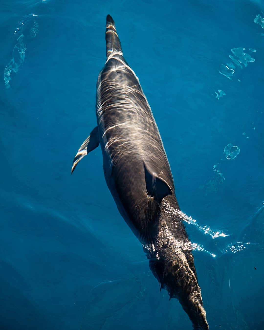 And Youさんのインスタグラム写真 - (And YouInstagram)「According to NOAA, spinner dolphins in the wild can live up to around 20 years old.   Thank you to the viewers of our last live video for asking us this question! ​. ​. ​. ​. ​#dolphins #discoverocean #oceania #noaa #marinebiology」7月17日 13時10分 - dolphinsandyou