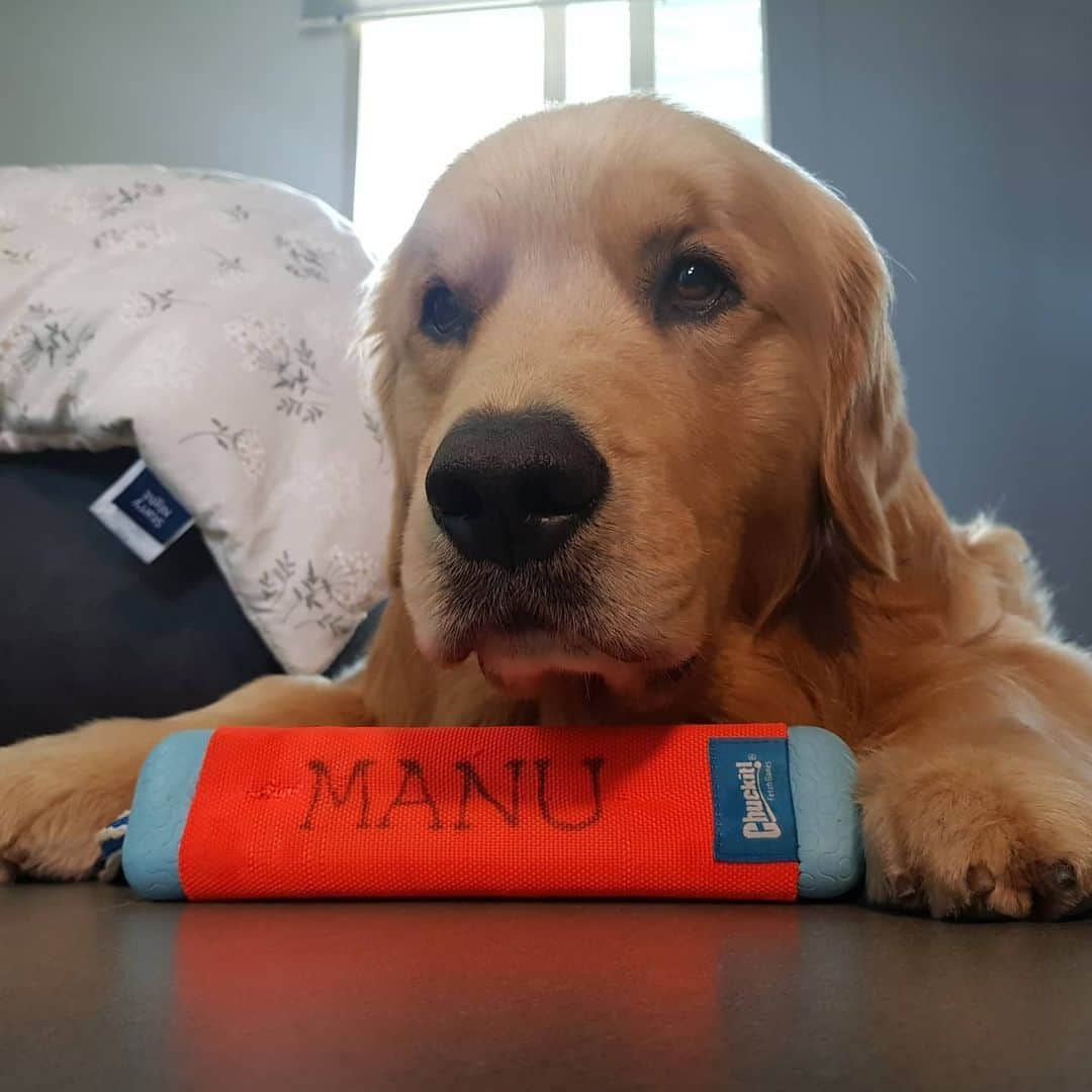 ムン・ジョンヒさんのインスタグラム写真 - (ムン・ジョンヒInstagram)「#마누 #manu #hello #goldenretriever #33thmonths #iamready #diving  #7th #슈다독 #자기소개  ---자기소개------  다이빙을 좋아하는 2살 김마누예요♡ 마누라는 이름은 마누엘의 줄임말이고요. (임마누엘->마누엘->마누.. ) 아빠가 지어준 이름이예요^^* 여름은 수영장 가는날이 젤 좋아요♡」7月17日 13時13分 - jeonghee_moon