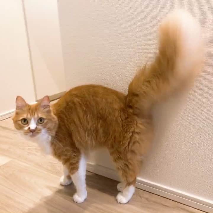 のインスタグラム：「#うちの虎太郎くん 🐈 カメラにアピールするのがかわいくて笑うわたしの声が入ってます😅 ⁑ ⁑ ⁑ #虎太郎 #こたろう #ねこ #4歳 #ミックス猫 #雑種猫　 #スコティッシュミックス  #スコティッシュ #茶白猫 #ねこ部 #ねこすたぐらむ  #猫#猫好き #catstagram #cat #catlover#고양이 #instacat #猫との暮らし  #ねこ動画 #まりなる #津田麻莉奈」
