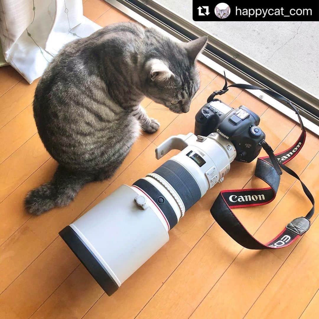 ねこさんのインスタグラム写真 - (ねこInstagram)「【#ねこは人を笑顔にする】❣️ このカメラで今から撮られるのか…📸 @happycat_com さん、ありがとう❣️🥰✨ #Repost @happycat_com with @make_repost ・・・ #ほごにゃんコレクション . . 金曜日ですね👀 . 撮影に出かけたいけど空模様が気になる飼い主です。 . 今日も猫を撮ります☺️ . . . . フォト＆イラストbook｢ほごにゃんコレクション｣ . Amazon Kindleからご購入いただけます📕✨ . https://amzn.to/2VEl96F . . 特設サイトは  プロフィールリンク(@happycat_com )からどうぞ❤ . . . #ほごにゃん  ______________________________ .  #猫好きさんと繋がりたい #保護猫 #ほごねこ . #ねこのいる暮らし #ねこすたぐらむ #ネコ . #保護猫を家族に #保護猫活動 #保護猫部 . #保護猫の魅力を伝えたい #ほごねこからの家猫 . #ねこ写真 #ねこのいる幸せ #ねこ部 #ねこ大好き . #ねこ雑貨 #ネコスタグラム #ねこは人を笑顔にする . #catstagram #catlover #catlife . #電子書籍 #写真集発売 #イラスト集発売 . ￣￣￣￣￣￣￣￣￣￣￣￣￣￣￣￣￣￣￣ .」7月17日 13時51分 - neko_magazine