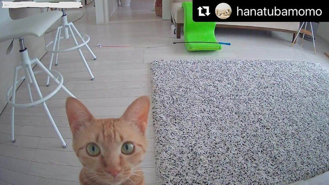 ねこさんのインスタグラム写真 - (ねこInstagram)「【#ねこは人を笑顔にする】❣️ 見守りカメラに映るモモちゃん😊💓お留守番しっかり頼むよぅ😻 @hanatubamomo さん、ありがとう🏋🏼‍♂️🥂 #Repost @hanatubamomo with @make_repost ・・・ ・ お留守番中のモモ🌈  見守りカメラ動かしたら よってきた😆  あらやだ ゆらころんうつってる ・ ・ ・ #茶トラ #ねこのきもち #ペコねこ部 #ねこにすと #sippo #ペトこと猫部 #猫モフー #petio #instacat_meows #cat_features #meowed #catloversclub #orangetabby #dailycat #happycat  #peppyフォト部 #猫ねこ部 #ねこちゃんホンポ #ねこもふ団 #猫がいる幸せ #ねこは人を笑顔にする #ねこらぶ #insta_catshots #猫すたぐらむ #見守りカメラ」7月17日 13時52分 - neko_magazine