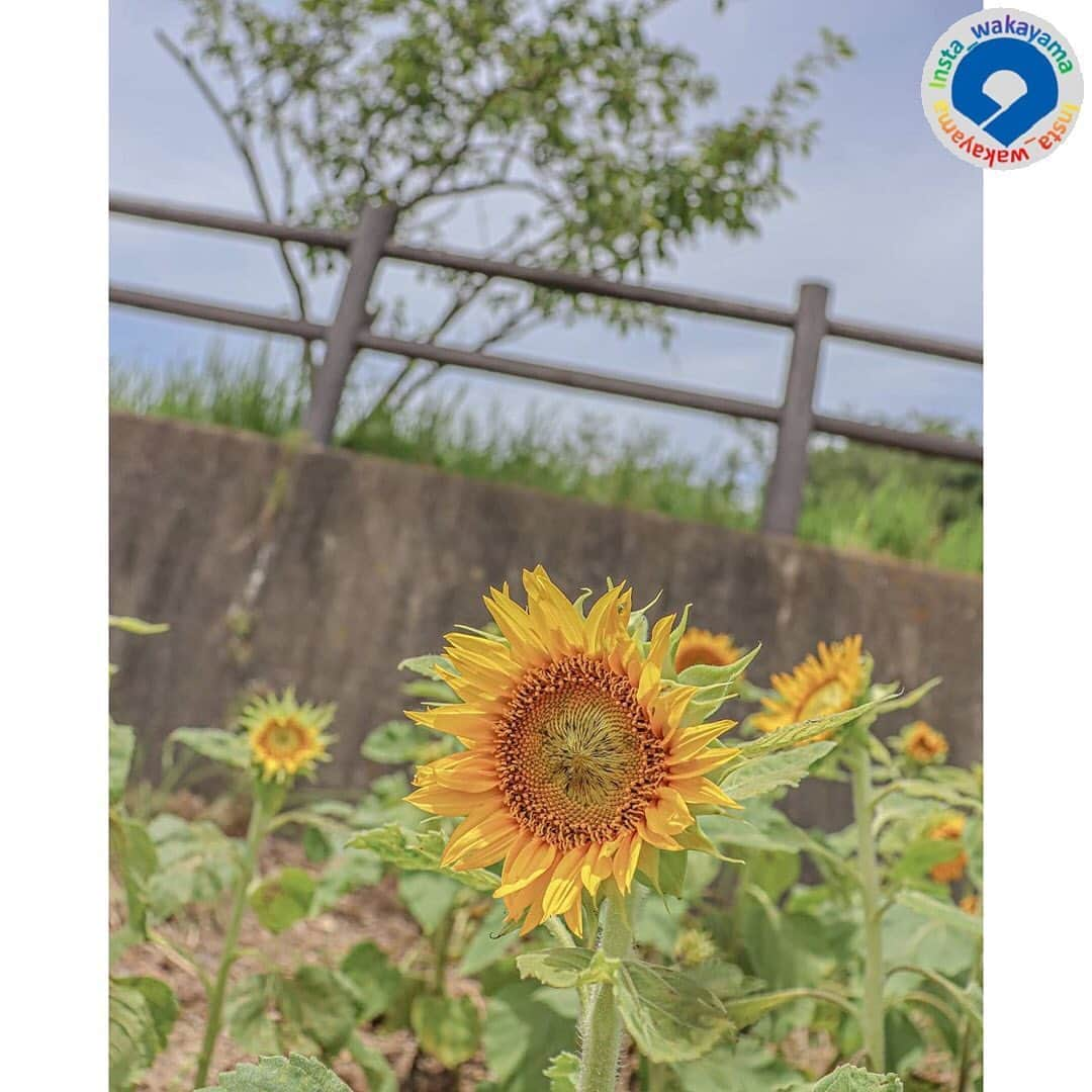 和歌山県さんのインスタグラム写真 - (和歌山県Instagram)「Insta_Wakayamaでは、皆さんがハッシュタグをつけて投稿してくださった写真から、素敵な写真をご紹介させていただきます！ 本日のピックアップは @taphoto22 さんのお写真です☆ ハッシュタグのご利用ありがとうございますm(_ _)m . こちらは、日高町の西山ピクニック緑地に咲くひまわりのお写真です🌻💕 夏の風物詩の代表ともいえるひまわりが主役となった素敵な一枚となっています☺️✨✨ 西山ピクニック緑地とは、日高町と美浜町との境にある西山の山頂付近にある公園で、西側の海岸部とともに煙樹海岸県立自然公園に指定されています！😮👏❗️ 山頂には公園のほかに展望台や休憩所もあり、訪れた人がゆっくり過ごせるようになっています。😊 最近は雨☔️が続きますが、雨に負けずにひまわりが咲き続けてくれるといいですね🙂🎶 . 和歌山に関する投稿には「 #insta_wakayama 」のハッシュタグをつけてください★ 和歌山の魅力を皆さんで発信していきましょう！ ハッシュタグをつけると同時に、写真の場所の記載・位置情報の登録もお願いします🎵 なお、お写真を撮影される際は感染対策を十分に行ってくださいね。 . #西山ピクニック緑地 #ひまわり  #煙樹海岸県立自然公園　#日高町　#和歌山県  #和歌山 #sunflower #park  #hidaka  #insta_wakayama #wakayamagram #wakayama #instameet_wakayama #nagomi_wakayama #visitwakayama #retrip_news #japan #なんて素敵な和歌山なんでしょう」7月17日 13時56分 - insta_wakayama