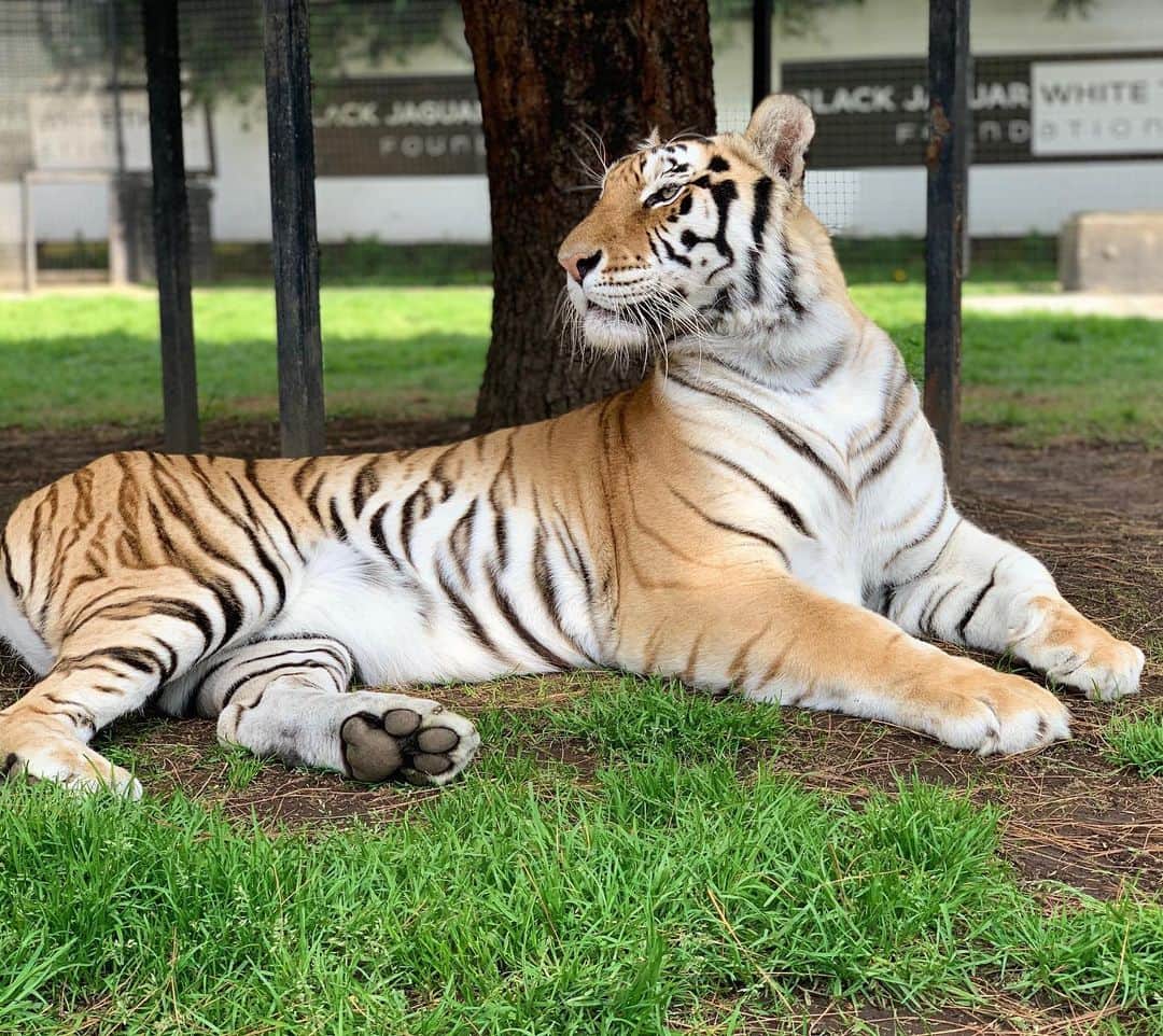 Black Jaguar-White Tiger さんのインスタグラム写真 - (Black Jaguar-White Tiger Instagram)「Ana :) #BabyAnaBJWT #SaveTigers」7月18日 0時38分 - blackjaguarwhitetiger
