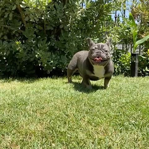 Oprahnbooのインスタグラム：「Burrito-man #lioactri #9monthsold #dogsofinstagram #dogs #doglovers #dogoftheday #dogoftheworld #tag #share」