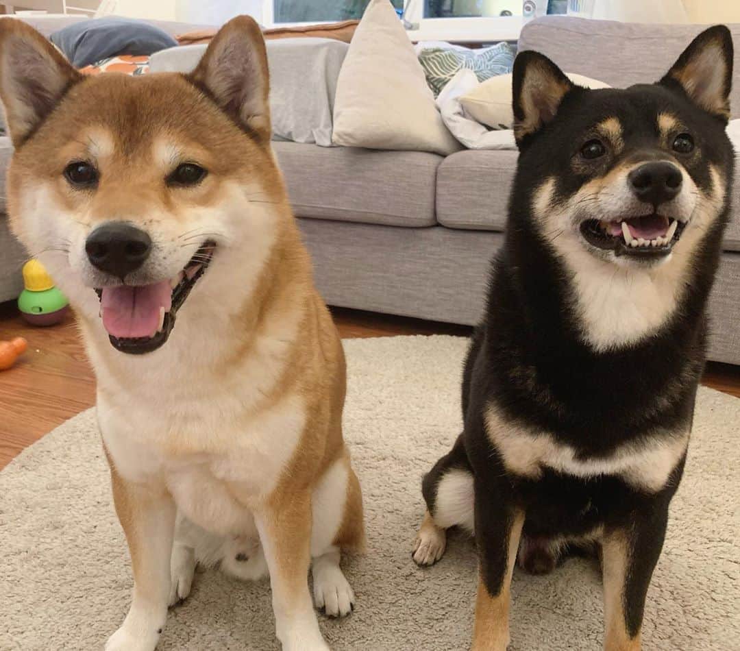 ?Fricko the Shiba Inu?のインスタグラム：「Have a nice weekend hoomans!🥳 🐾 🐾 #FrickoandKeaton #🐶 #☀️ #shiba #shibainu #dog #柴犬 #赤柴 #黒柴  #adorable #shibalovers #shibaholics  #dogoftheday  #weeklyfluff #aww #dogstagram  #dogscorner #puppiesofinstagram #shibapuppy」