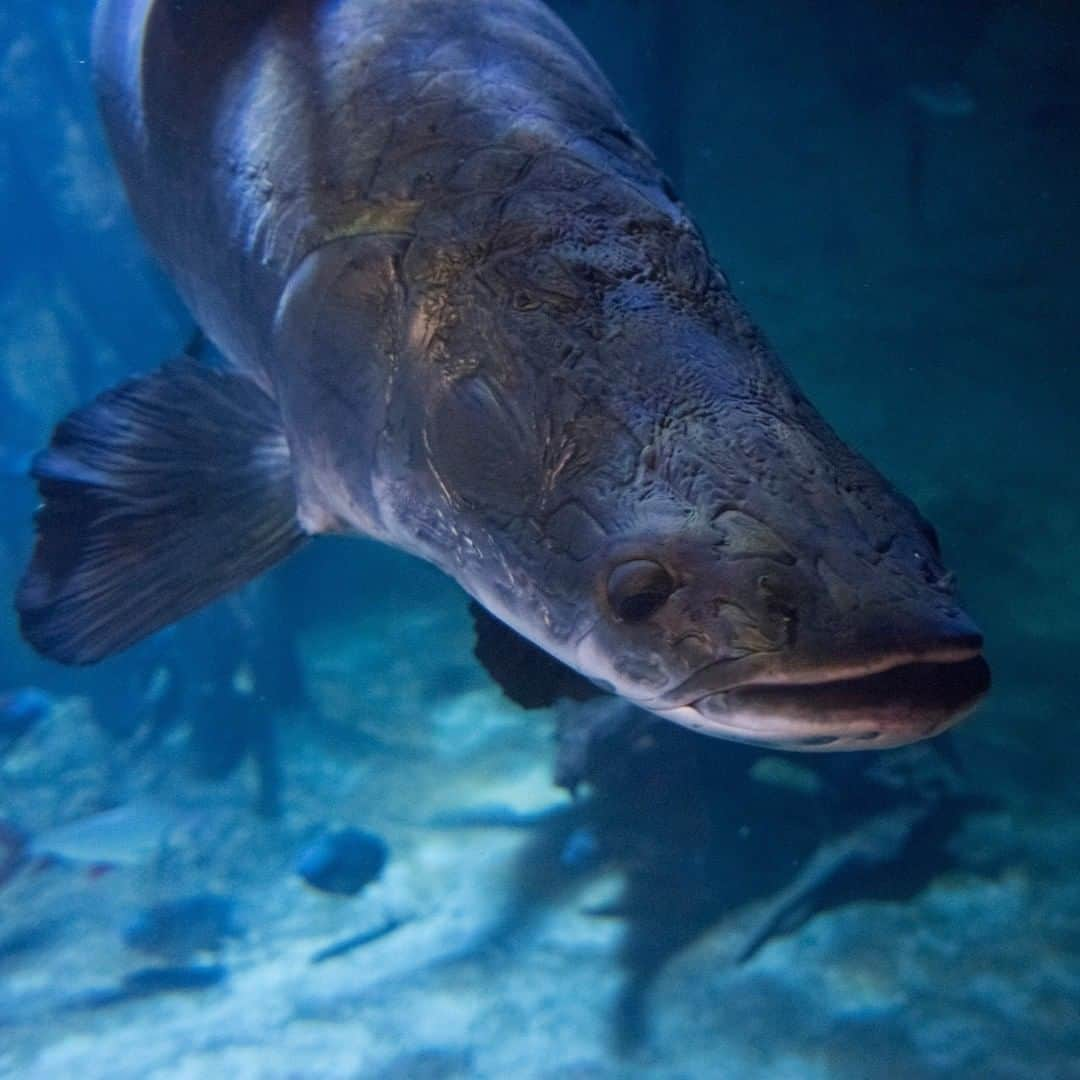 アニマルプラネットさんのインスタグラム写真 - (アニマルプラネットInstagram)「As one of Earth’s largest freshwater fish, the arapaima is full of force and muscle. The arapaima’s streamlined body makes it look like a torpedo, making it perfect for capturing prey quickly above the surface of water. What else makes this strong Amazonian predator so unique? It can actually breathe air, thanks to possessing a swim bladder that can take in oxygen. . . . . . . . #animalplanet #fish #fishfriday #fishing #arapaima #amazonriver #animals #rivermonsters #freshwater #pictureoftheday」7月18日 1時00分 - animalplanet