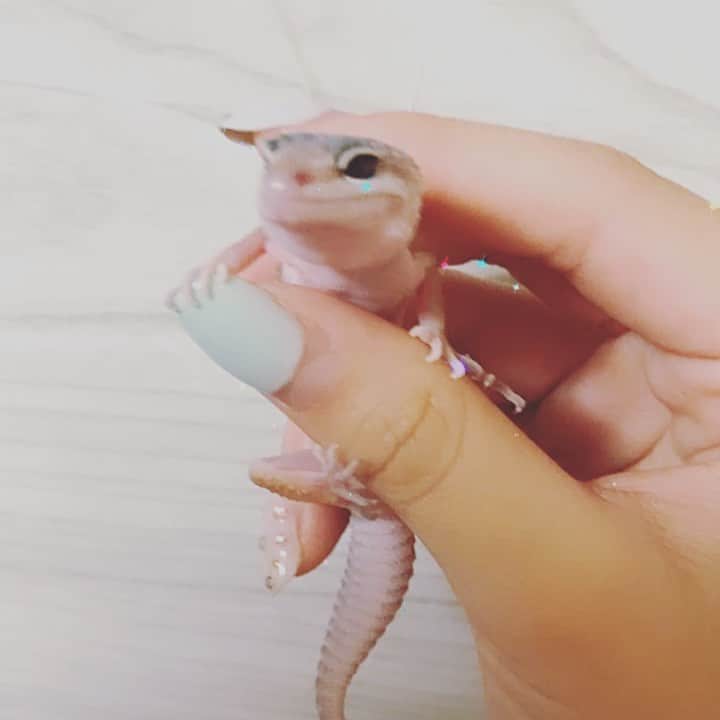 赤荻百華のインスタグラム：「#ヒョウモントカゲモドキ  の赤ちゃん⸜❤︎⸝‍   #reptile   #爬虫類   #爬虫類女子」