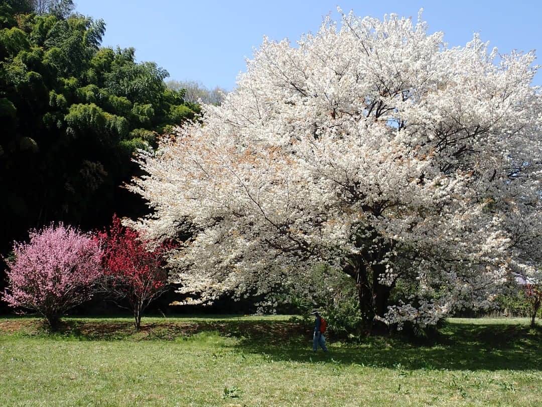 Satoyama推進コンソーシアムさんのインスタグラム写真 - (Satoyama推進コンソーシアムInstagram)「東京の町田市で撮影しました。春は彩りの季節。散歩していて思わず、立ち止まりました。青空の下、三色の花をつけた木が並んでいます。 （Satoyamaフォトコンテスト2020代理投稿作品）  ★Satoyama & Satoumi Photo Contest 2020 https://satoyama-satoumi.net/contest/photo2020/（日本語） https://satoyama-satoumi.net/global/contest/photo2020/（English） ⠀ ⠀⁠⠀ #jtsatoyama2020 #satoyama #photocontest #photo⠀⁠⠀ #satoumi #japan #landscape #japan_visit #Lovers_Nippon #daily_photo_jpn #naturephotography #フォトコンテスト #フォトコン⠀⁠⠀ #写真⠀⁠⠀ #カメラ⠀⁠⠀ #里山⠀⁠⠀ #里海⠀⁠⠀ #風景⠀⁠⠀ #風景写真⠀⁠⠀ #日本の絶景⠀⁠⠀ #日本の美しい風景⠀⁠⠀ #田舎⠀⁠⠀ #田舎暮らし #東京都 #tokyo #町田市 #machida」7月17日 17時00分 - jt.satoyama_consortium