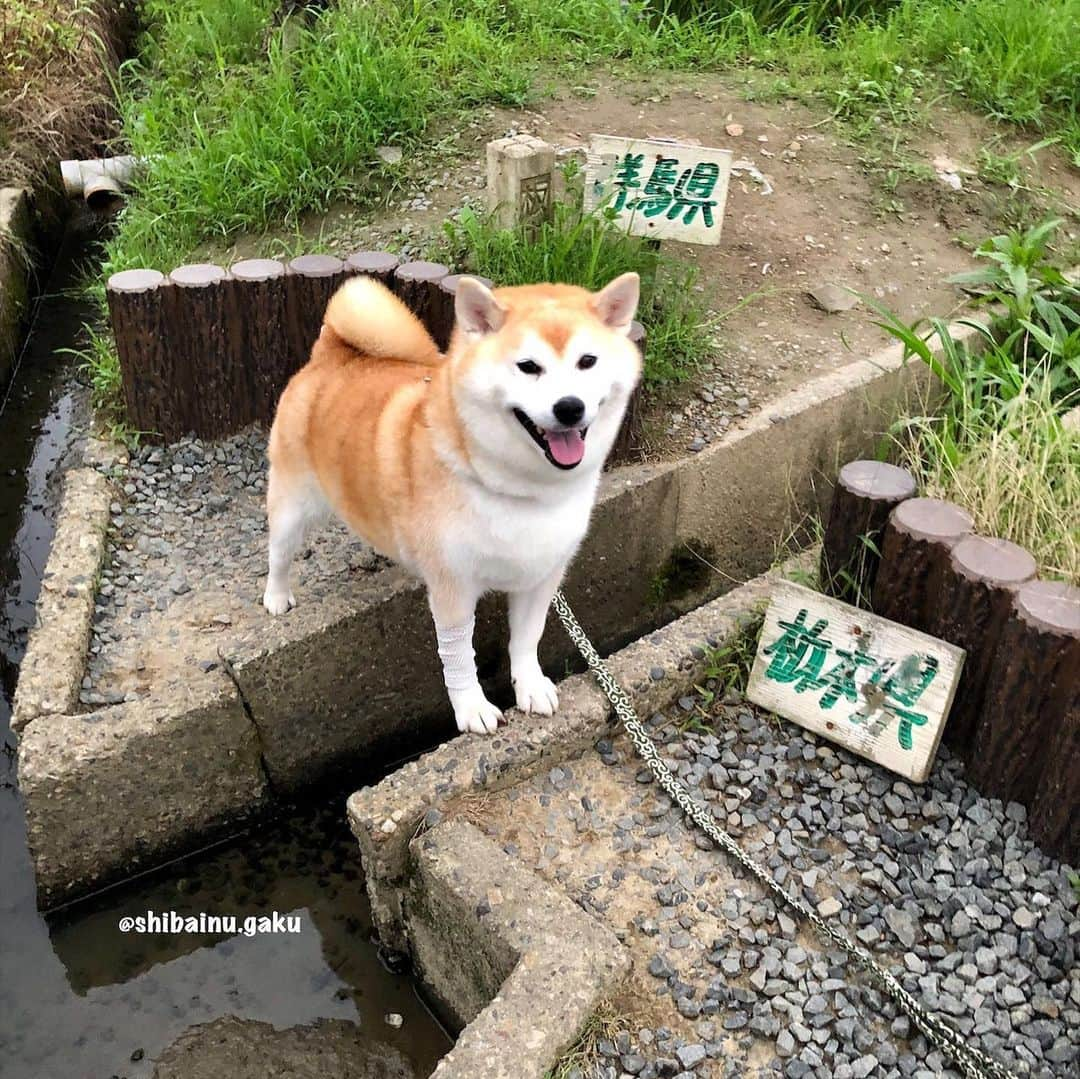 Kazumi-Gakumamaさんのインスタグラム写真 - (Kazumi-GakumamaInstagram)「3つの県境が一点に集まる箇所を三県境と言い、日本全国で40か所以上あるそうです🇯🇵 *  県境は山間地や河川の中にあるのが大半で、群馬県板倉町、栃木県栃木市(旧 藤岡町)、埼玉県加須市(旧 北川辺町)の三県境は、全国で唯一といえる歩いて行ける平地に存在しています🚶‍♂️ *  岳は群馬県、栃木県、そして埼玉県でそれぞれ記念撮影📷 *  このあと、茨城のおばあちゃんのお見舞いに行きました👵 🐾----*----*----*----🐾 The place where the three prefectural borders come together is called the three-prefecture border, and Gaku went to the third prefectural border, which is the only nationwide walkable flatland in the country🐕 🐾----*----*----*----🐾 #柴犬 #岳 #柴犬岳 #柴犬ガク#gaku #shibainugaku #shiba #shibainu #shibastagram #pecoいぬ部  #pecotv #いぬすたぐらむ #ふわもこ部 #ワンフルエンサー  #dogsofinstagram #Hermoso #weeklyfluff #🐕📷 #換毛期 #sheddingseason #カイカイ #舐め壊し #エリザベスカラー #エリカラ生活 #アレルギー #アポキル  #三県境  #おばあちゃんのお見舞い #あつし犬 #20200717」7月17日 17時44分 - shibainu.gaku