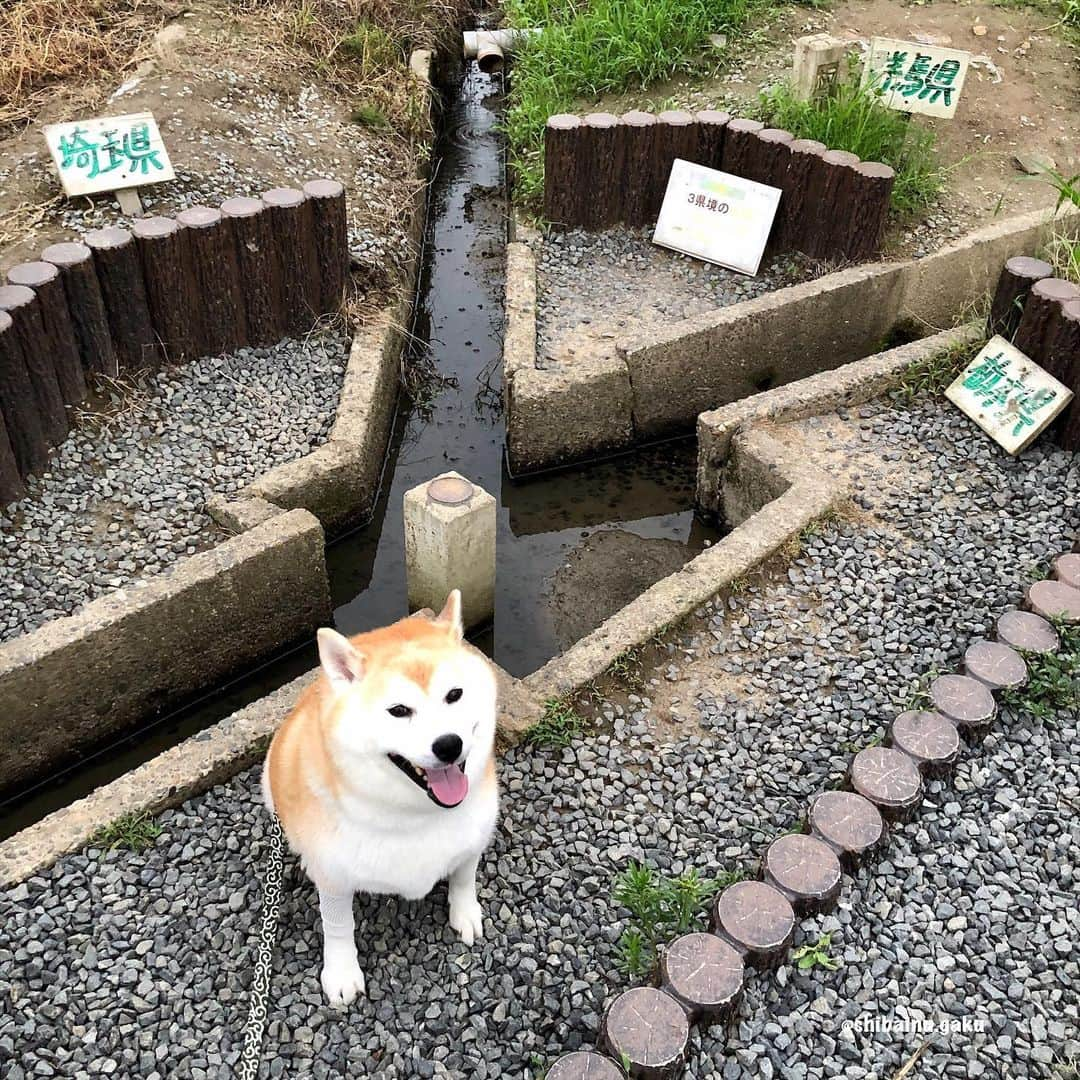 Kazumi-Gakumamaさんのインスタグラム写真 - (Kazumi-GakumamaInstagram)「3つの県境が一点に集まる箇所を三県境と言い、日本全国で40か所以上あるそうです🇯🇵 *  県境は山間地や河川の中にあるのが大半で、群馬県板倉町、栃木県栃木市(旧 藤岡町)、埼玉県加須市(旧 北川辺町)の三県境は、全国で唯一といえる歩いて行ける平地に存在しています🚶‍♂️ *  岳は群馬県、栃木県、そして埼玉県でそれぞれ記念撮影📷 *  このあと、茨城のおばあちゃんのお見舞いに行きました👵 🐾----*----*----*----🐾 The place where the three prefectural borders come together is called the three-prefecture border, and Gaku went to the third prefectural border, which is the only nationwide walkable flatland in the country🐕 🐾----*----*----*----🐾 #柴犬 #岳 #柴犬岳 #柴犬ガク#gaku #shibainugaku #shiba #shibainu #shibastagram #pecoいぬ部  #pecotv #いぬすたぐらむ #ふわもこ部 #ワンフルエンサー  #dogsofinstagram #Hermoso #weeklyfluff #🐕📷 #換毛期 #sheddingseason #カイカイ #舐め壊し #エリザベスカラー #エリカラ生活 #アレルギー #アポキル  #三県境  #おばあちゃんのお見舞い #あつし犬 #20200717」7月17日 17時44分 - shibainu.gaku